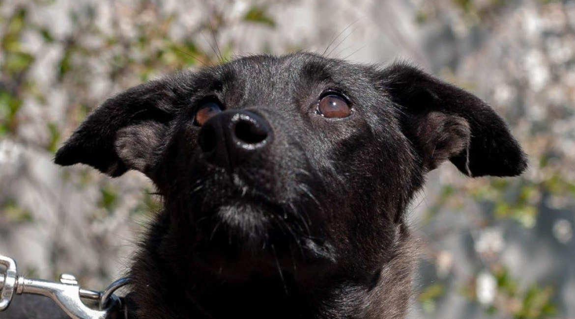 Chiens à adopter